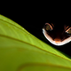 La mirada descarada de un geco en el Parque Nacional Kubah de la isla de Borneo